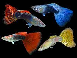 Male Guppy Assorted