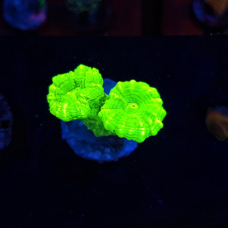 Nuclear Green Candy Cane Frags 1 to 2  Heads