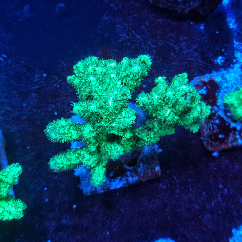 hydnophora coral Frags Mini Colonies