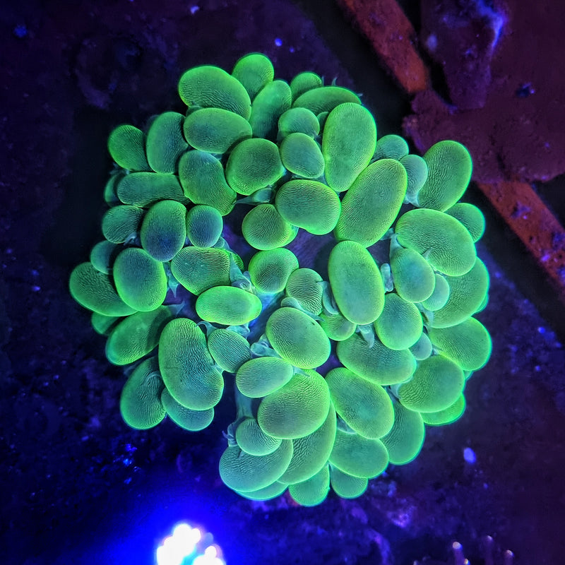 Ultra Green Bubble Coral (Plerogyra sinuosa)