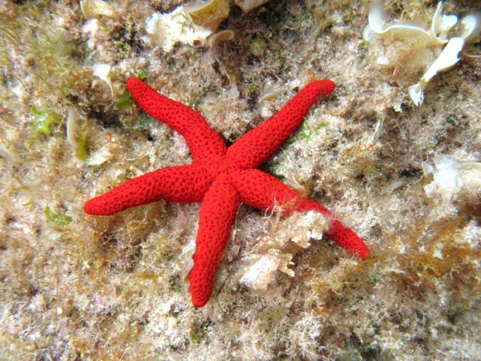 Orange Finger Starfish (Echinaster Sepositus)