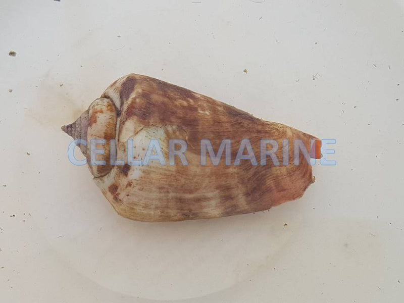Orange Lip Conch Snail (Strombus luhuanus)