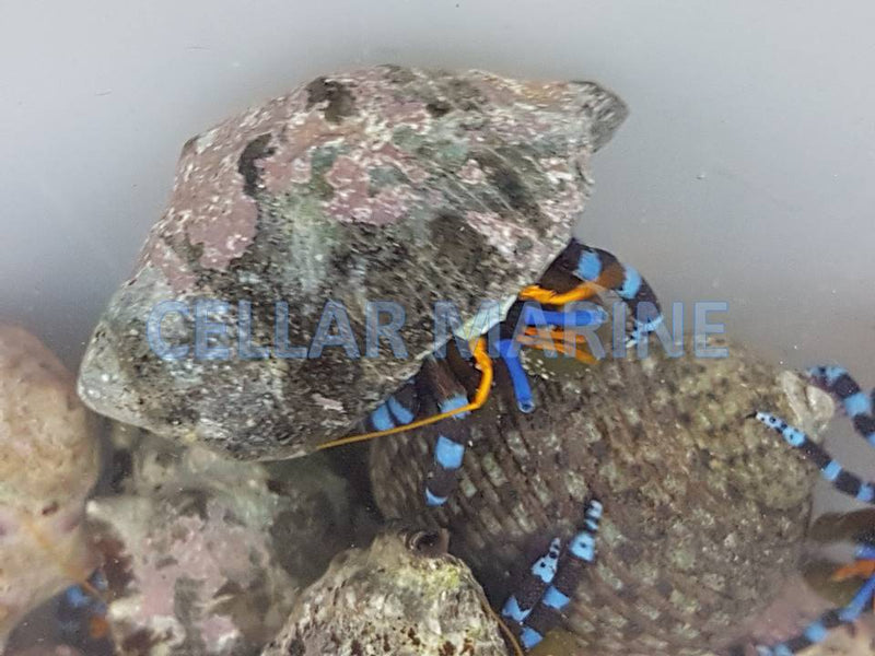Metalic Blue Leg Hermit Crab (Calcinus elegans)