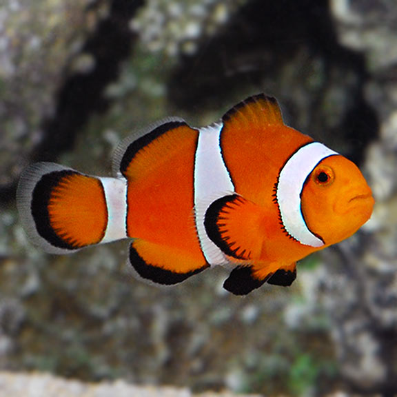 Orange and White Clownfish (Amphiprion Ocellaris) TANK BRED