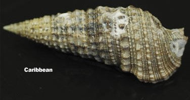 Cerith Snail (Cerithium echinatum)