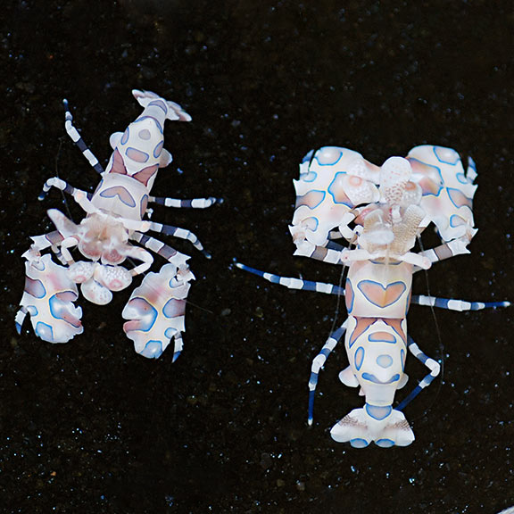 Harlequin Shrimp - (Hymenocera elegans)