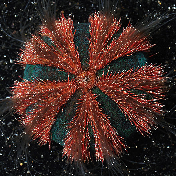 Red & Blue Spineless Urchin (Mespilia globulus)