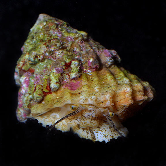 Astrea Snail (Astraea tecta)
