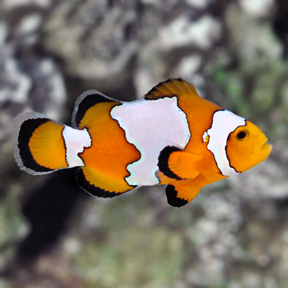 Orange Snowflake Clownfish (Amphiprion ocellaris) TANK BRED